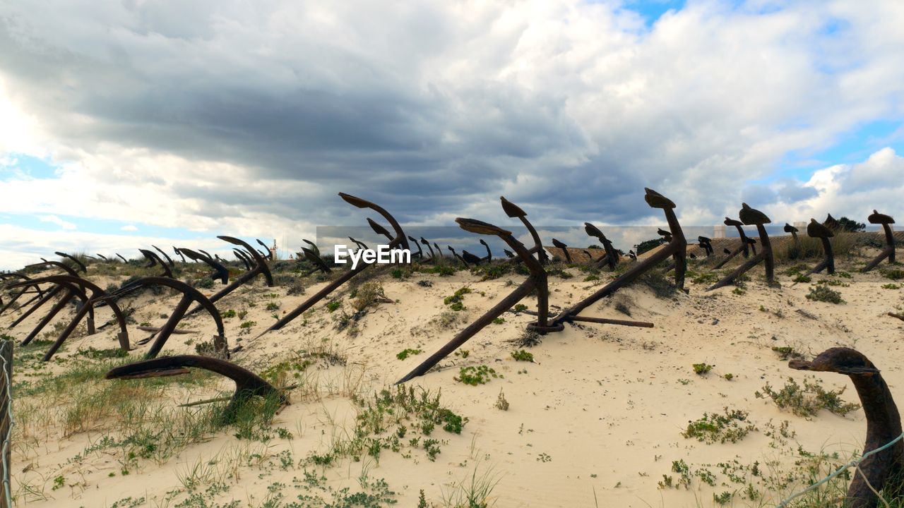 cloud, sky, nature, land, animal, natural environment, sand, environment, landscape, animal themes, animal wildlife, scenics - nature, no people, wildlife, sea, group of animals, large group of animals, plant, outdoors, day, bird, beauty in nature, beach, water