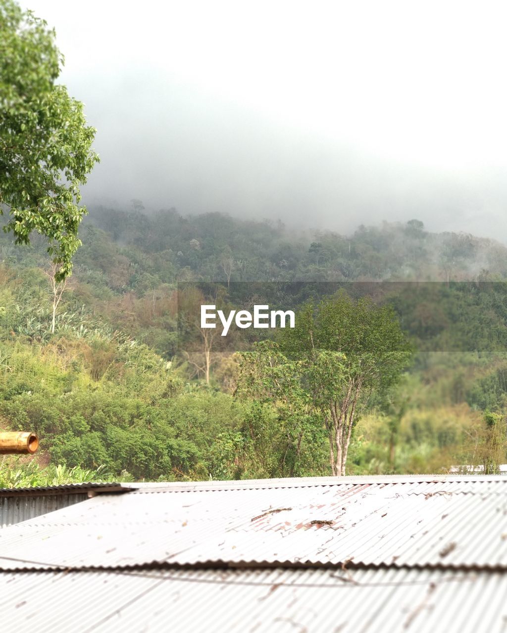 SCENIC VIEW OF FOREST AGAINST SKY