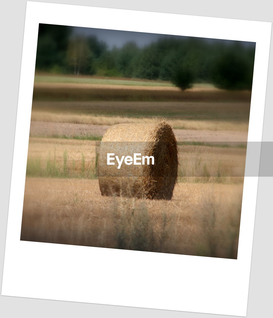 CLOSE-UP OF HAY BALES ON FIELD