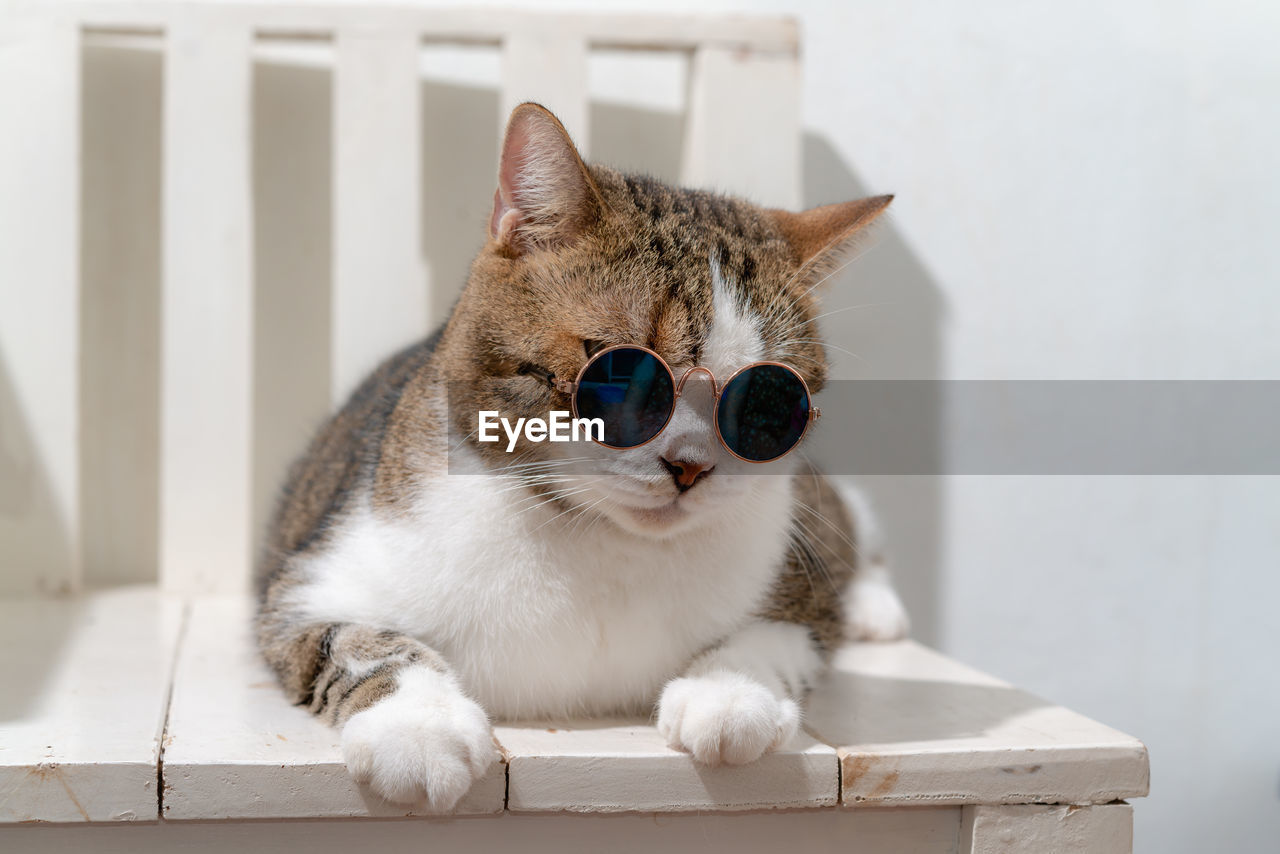 Close-up of cat wearing sunglasses while sitting chair