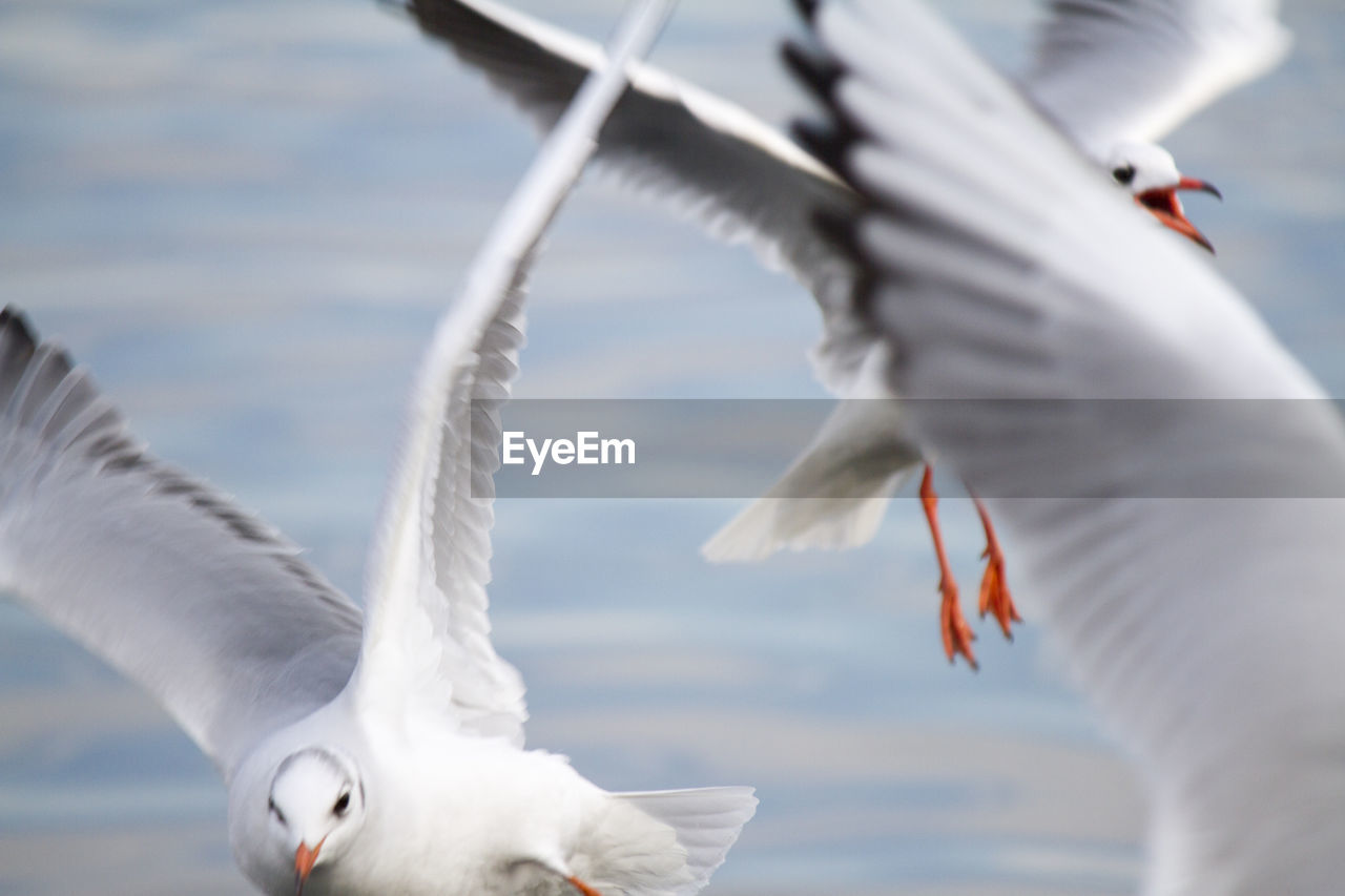 Seagull on lake