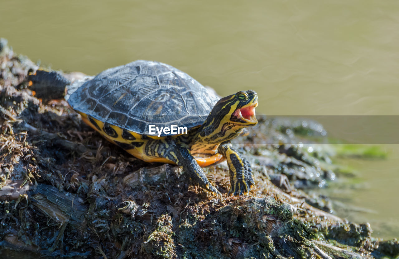 Close-up of turtle on lakeshore