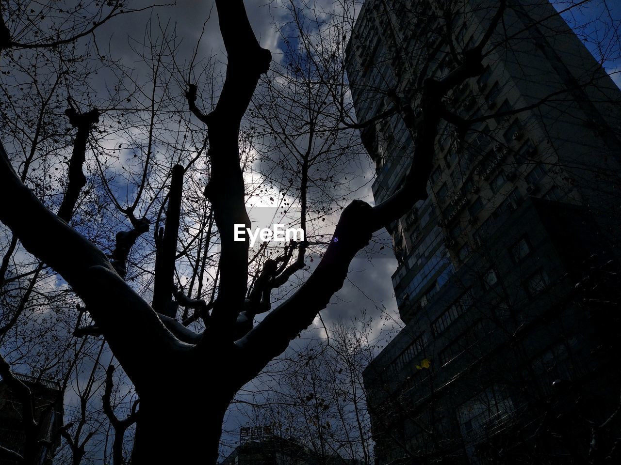 LOW ANGLE VIEW OF BARE TREE AGAINST BUILDING