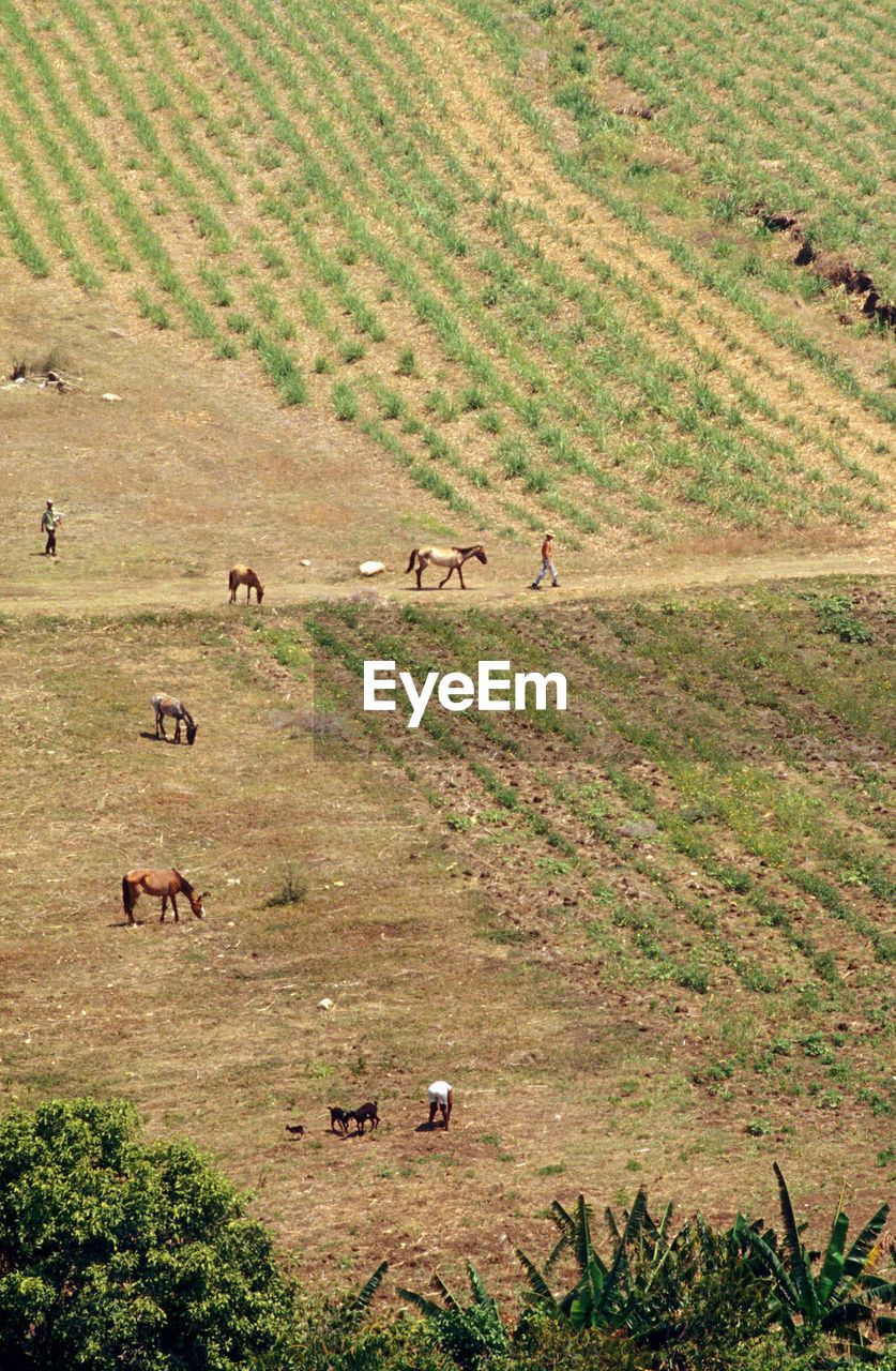 High angle view of men and horses on field