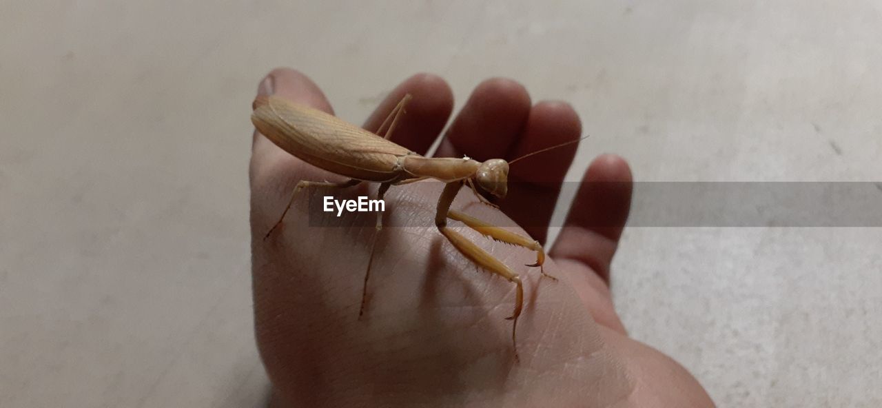 CLOSE-UP OF HUMAN HAND HOLDING LEAF