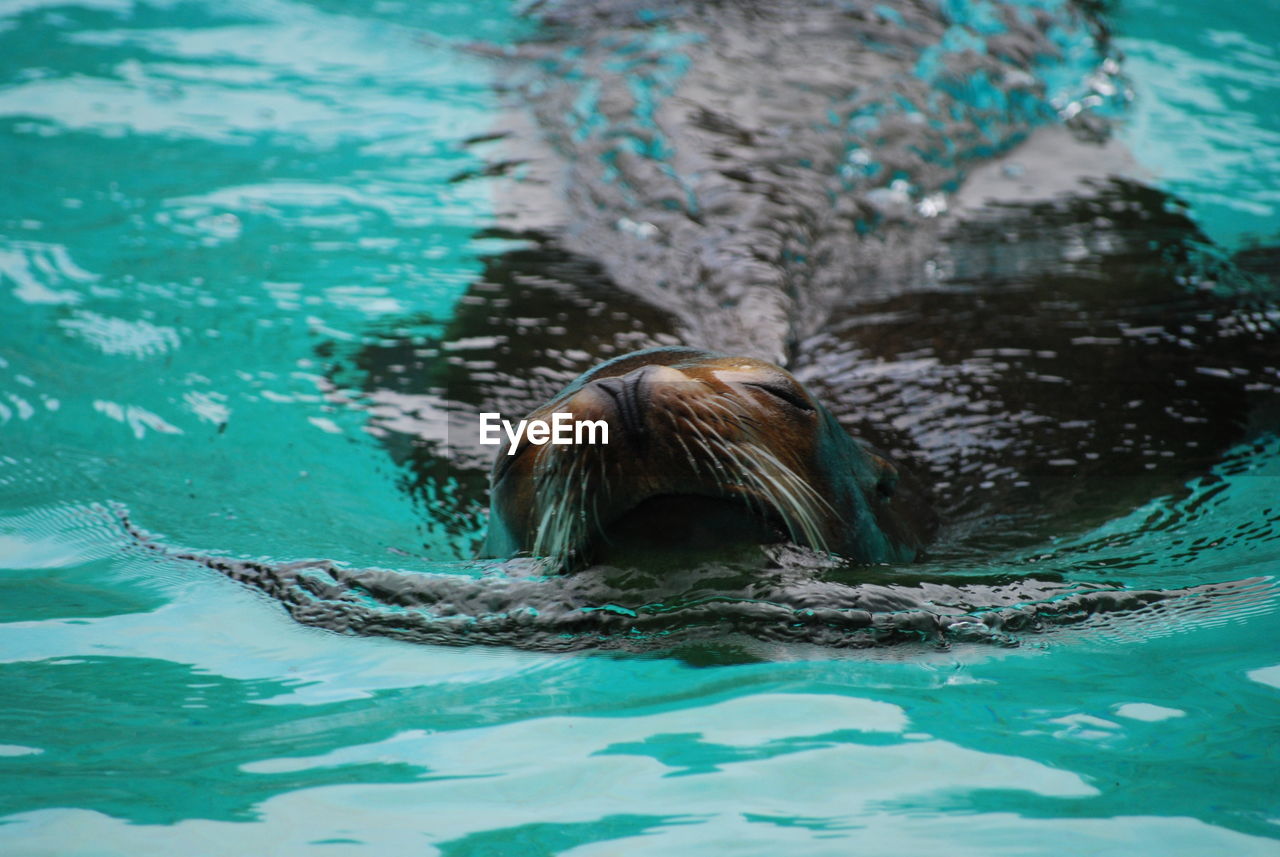 Seal swimming 