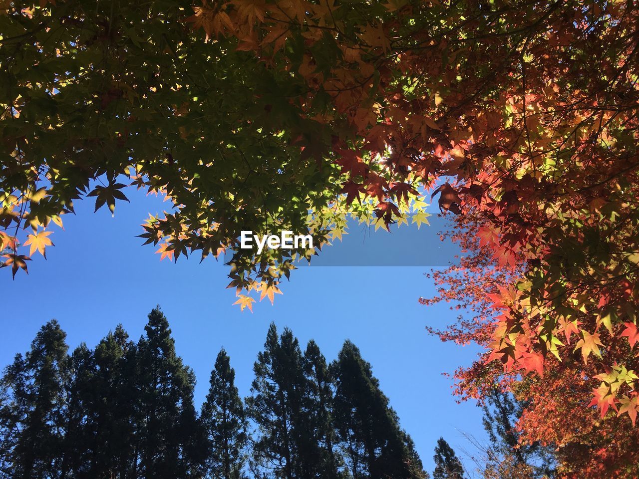 Low angle view of trees against sky during autumn