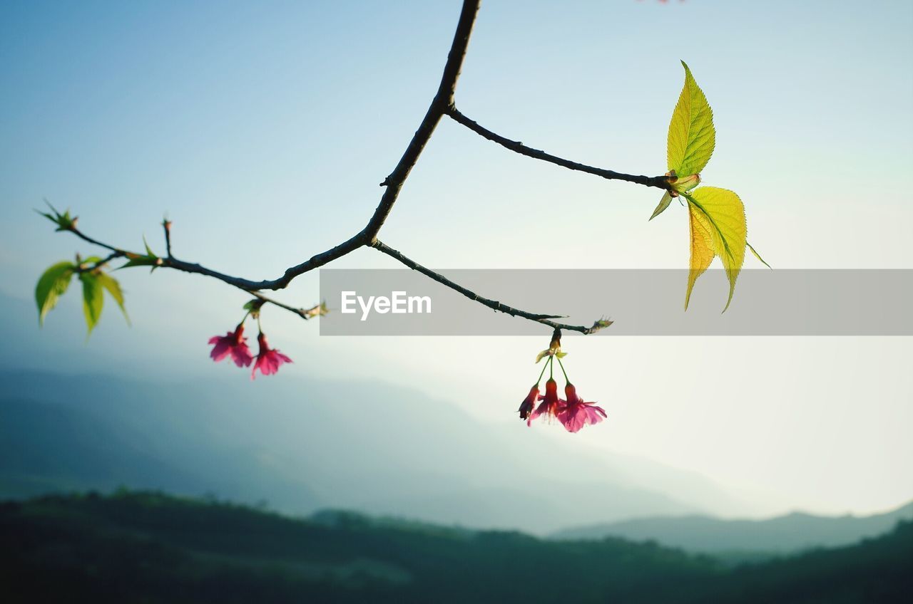 Close-up high section of flower tree against clear blue sky