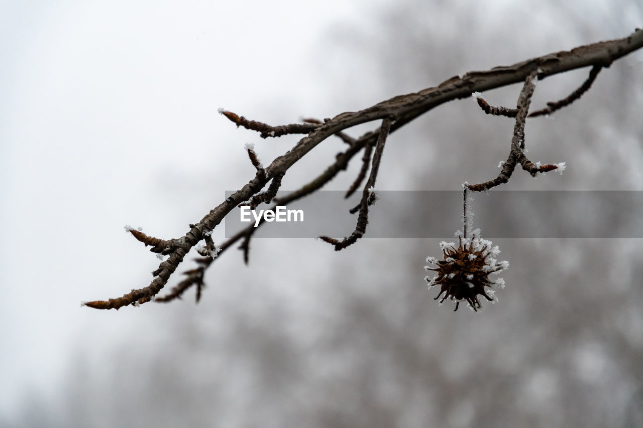 CLOSE-UP OF FROZEN PLANT AGAINST TREE