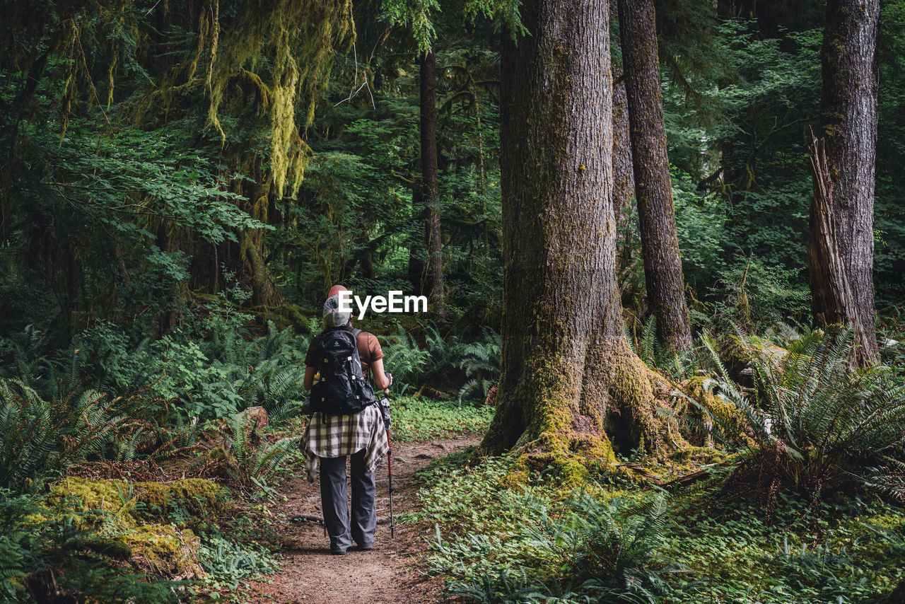 Female hiker looking up at old growth trees in a temperate rainforest