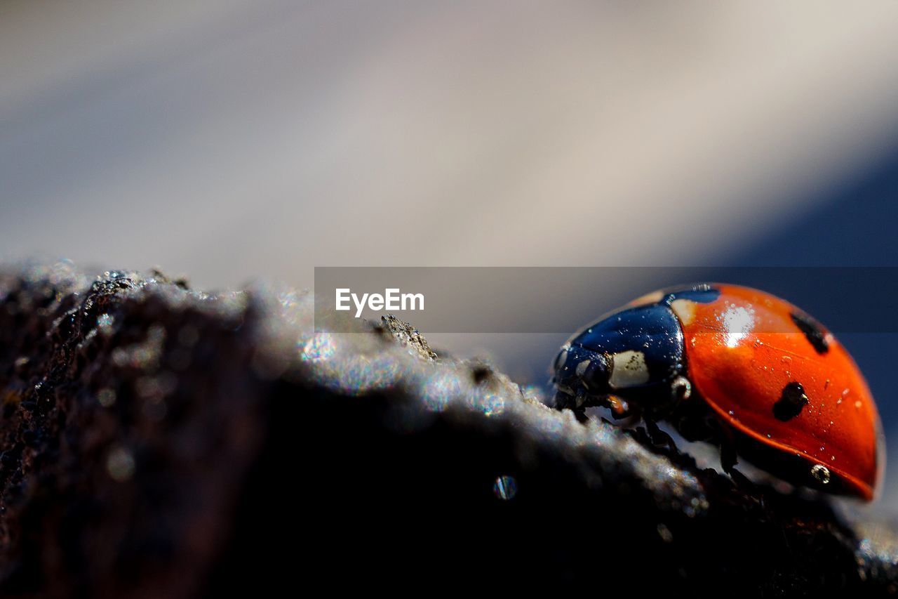 Close up of ladybug