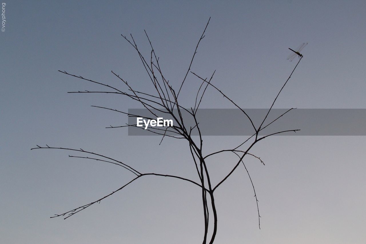 LOW ANGLE VIEW OF BARE TREES AGAINST SKY