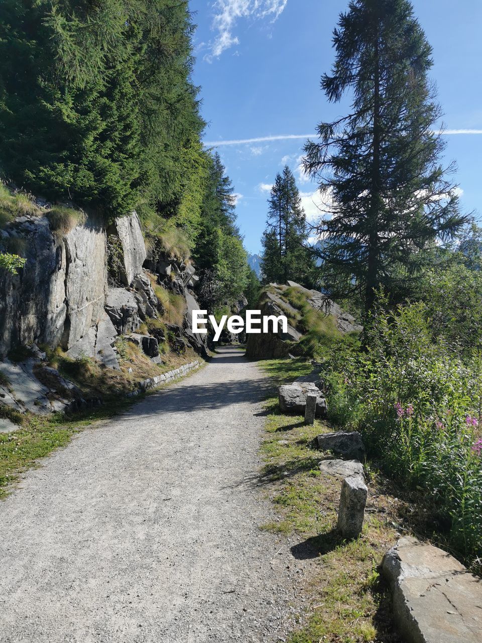 plant, tree, nature, sky, beauty in nature, no people, trail, scenics - nature, footpath, day, mountain, tranquility, growth, rock, coniferous tree, land, sunlight, the way forward, pinaceae, pine tree, outdoors, tranquil scene, road, non-urban scene, environment, green, landscape, cloud, ridge, forest, travel destinations, travel, pine woodland