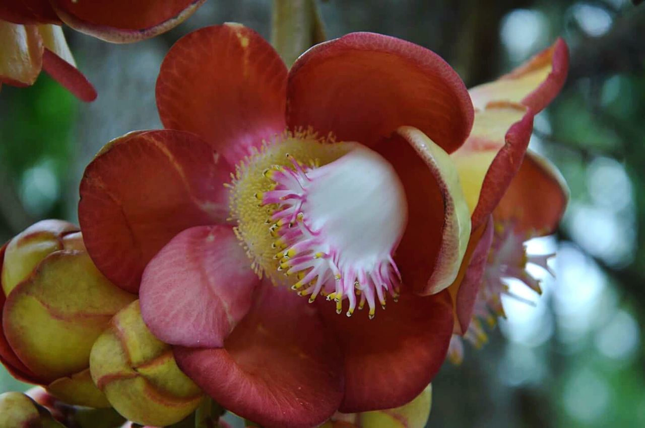 CLOSE-UP OF FLOWERS