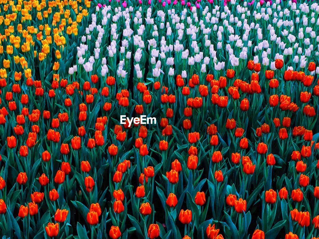 Full frame shot of colorful tulips blooming on field