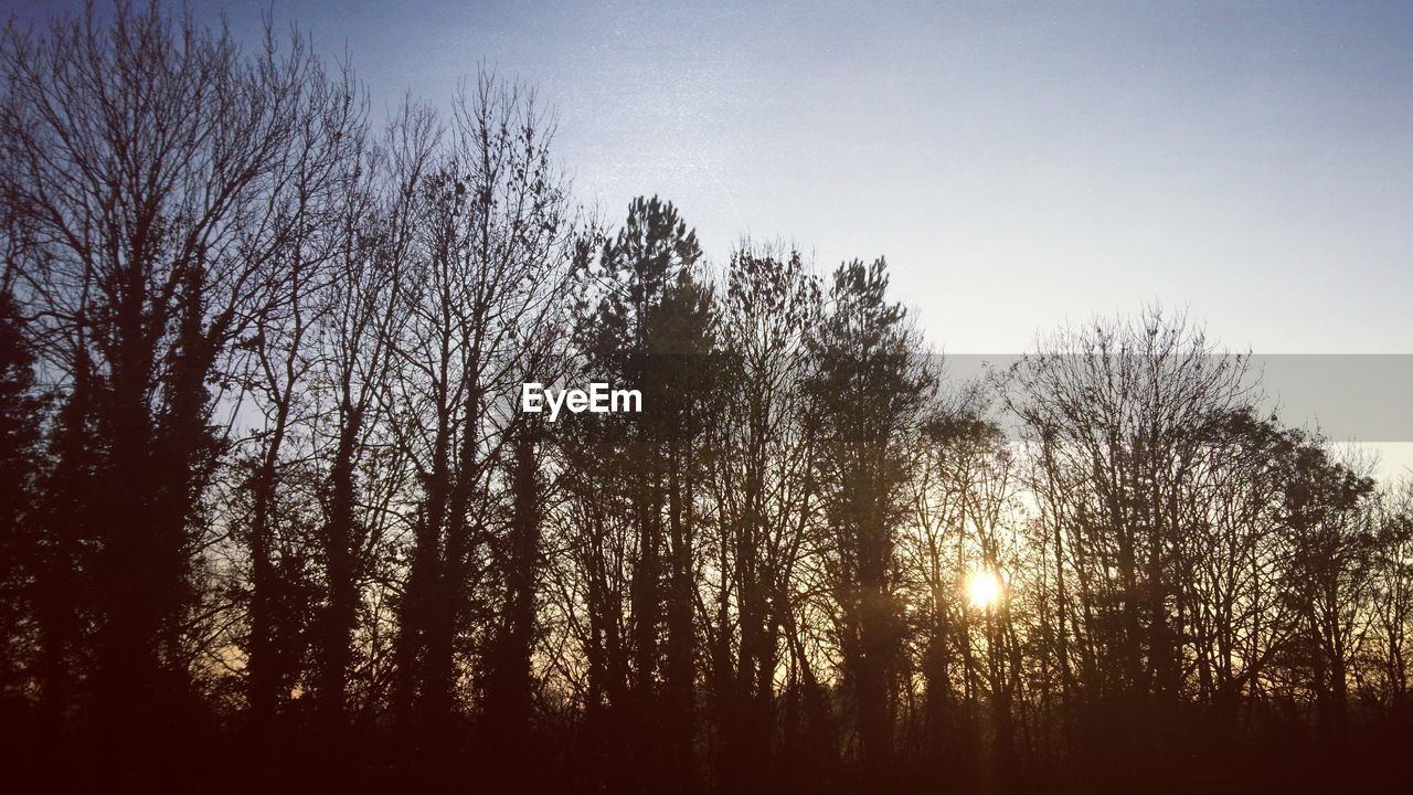 LOW ANGLE VIEW OF SILHOUETTE TREES AGAINST CLEAR SKY