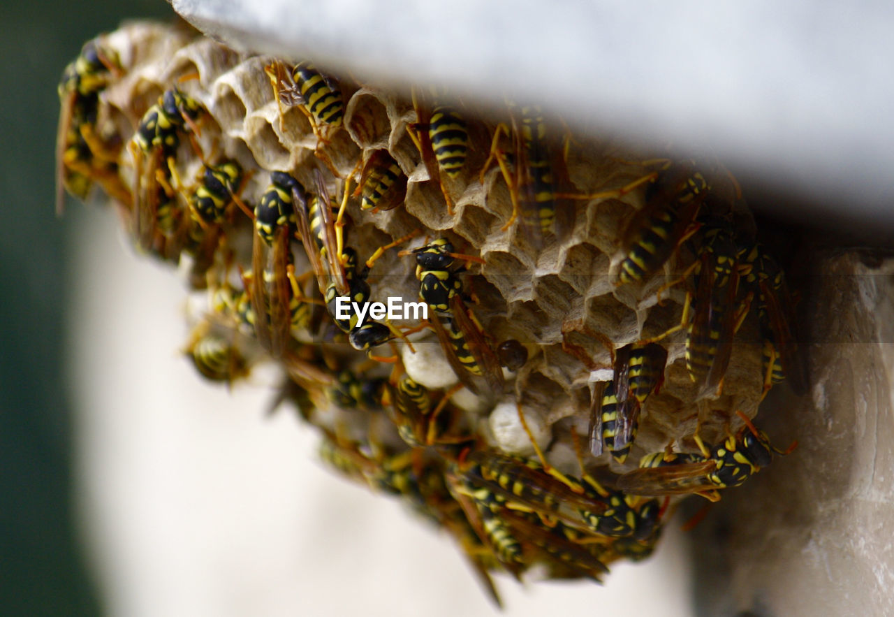 Close-up of honey bees on comb