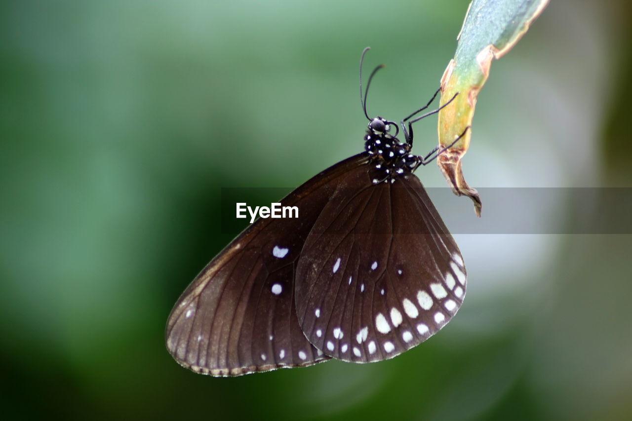 Close-up of butterfly