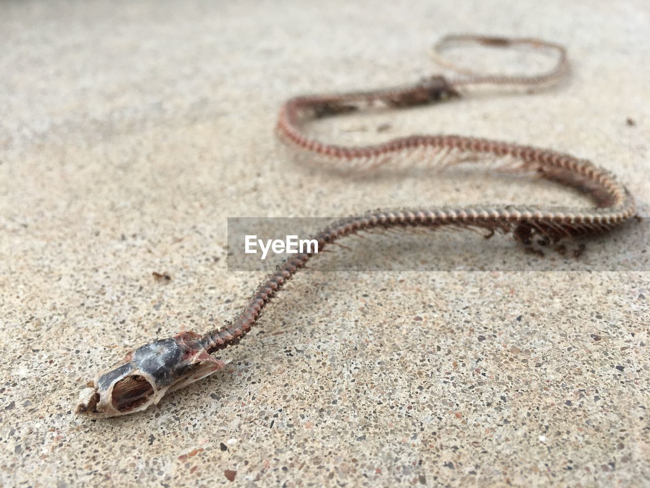 Close-up of snake skeleton on ground