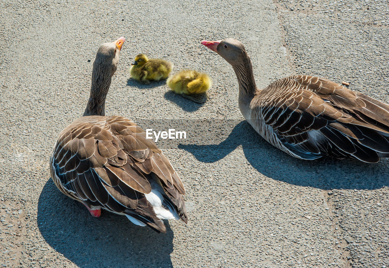 HIGH ANGLE VIEW OF BIRDS ON A BIRD