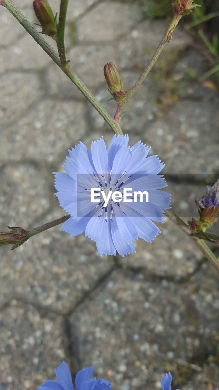 Close-up of purple flower blooming in field