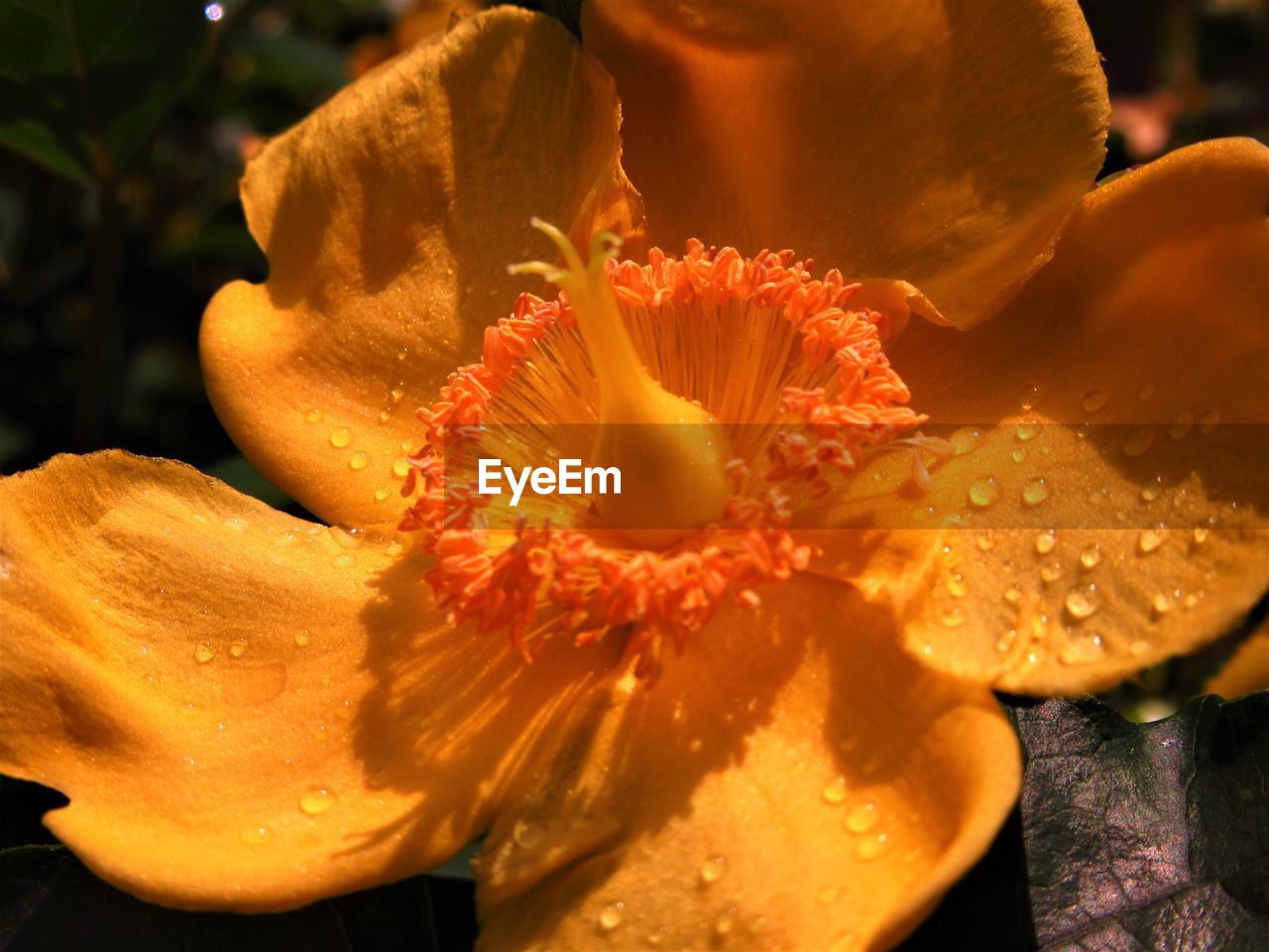 CLOSE-UP OF WET ORANGE FLOWER