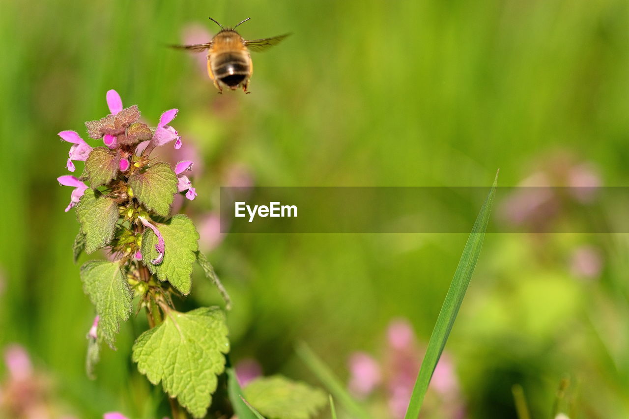 CLOSE-UP OF HONEY BEE POLLINATING ON FLOWER