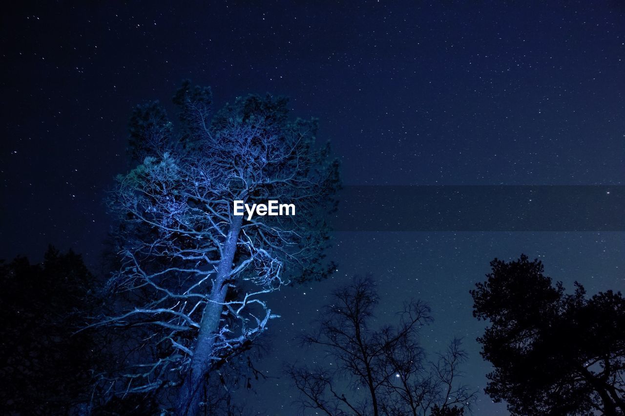 Tree against night sky