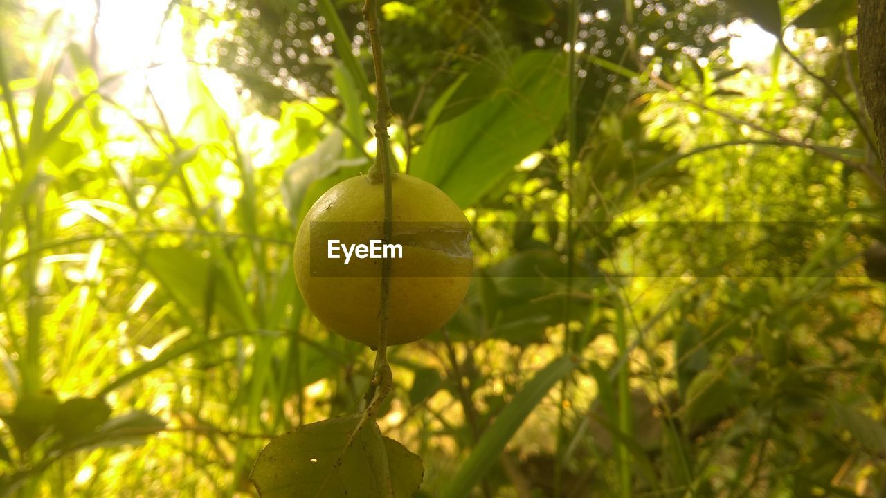 LOW ANGLE VIEW OF FRUITS HANGING ON TREE