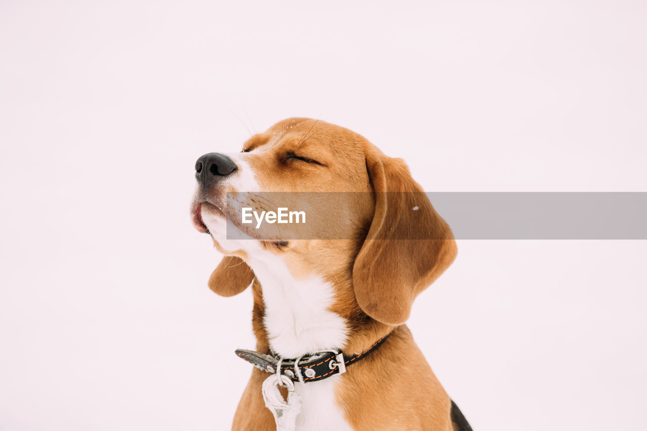 Close-up of a dog over white background