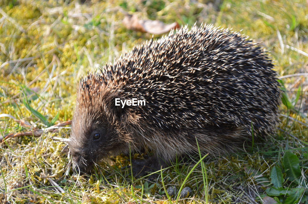 Hedgehog on grassy field