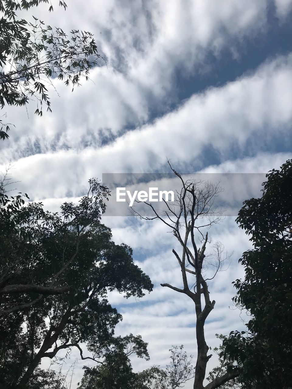 LOW ANGLE VIEW OF TREE AGAINST SKY