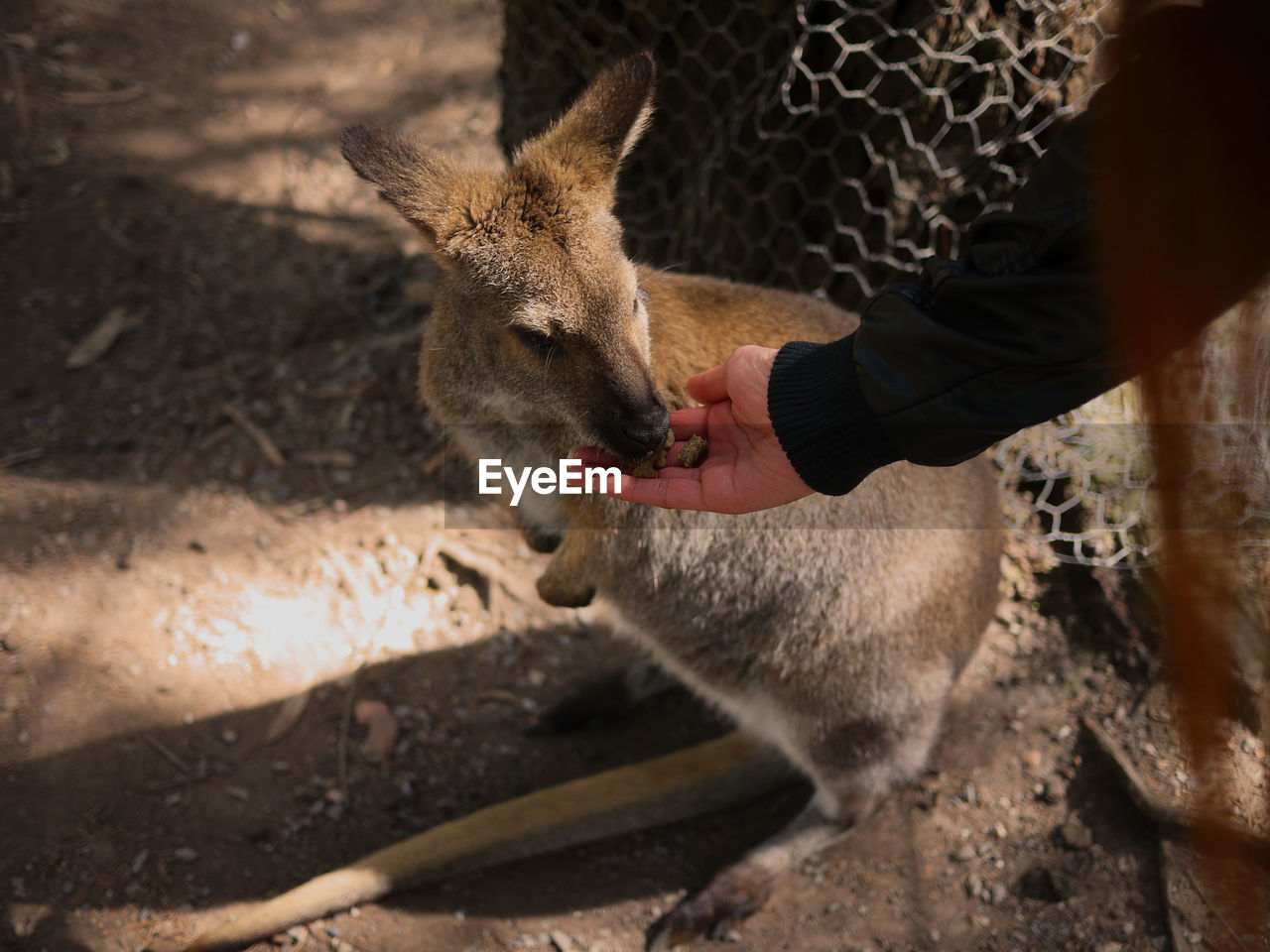 Cropped hand of person feeding food to kangaroo at zoo