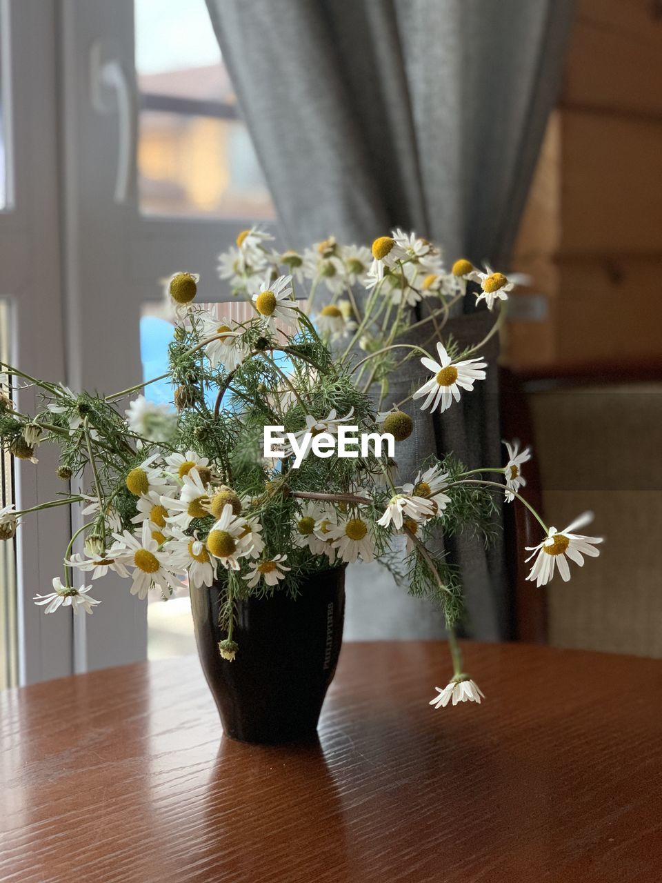 Close-up of potted plant on table at home