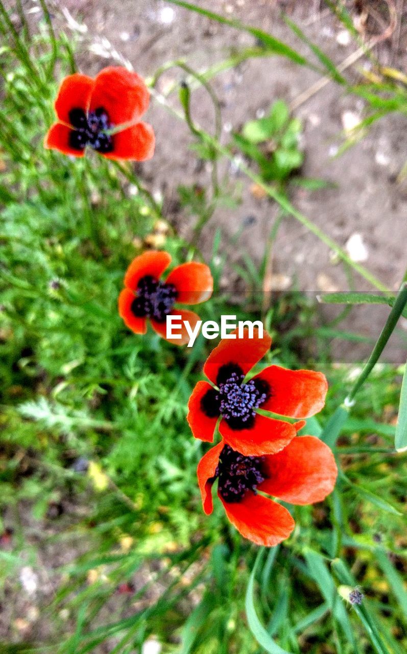 CLOSE-UP OF POPPIES BLOOMING OUTDOORS