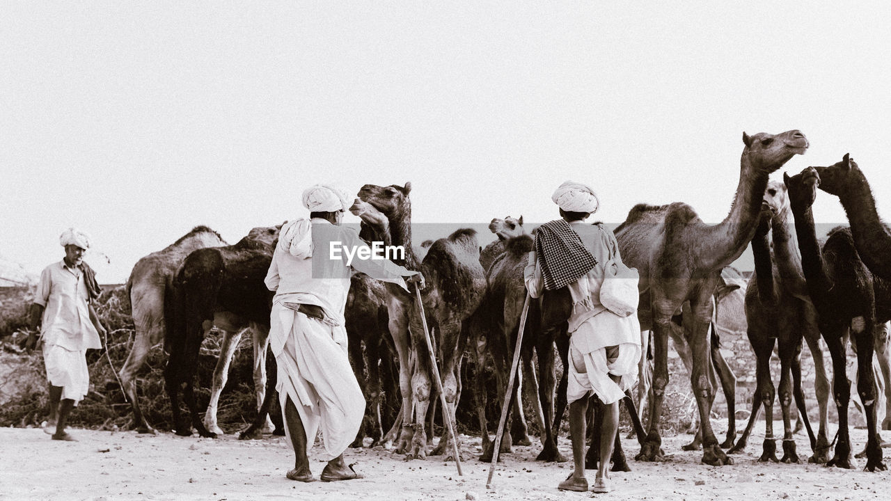 animal, animal themes, mammal, camel, domestic animals, group of animals, group of people, animal wildlife, person, men, nature, land, desert, livestock, pet, adult, sky, pack animal, clothing, working animal, day, full length, outdoors, sand, travel, walking, traditional clothing