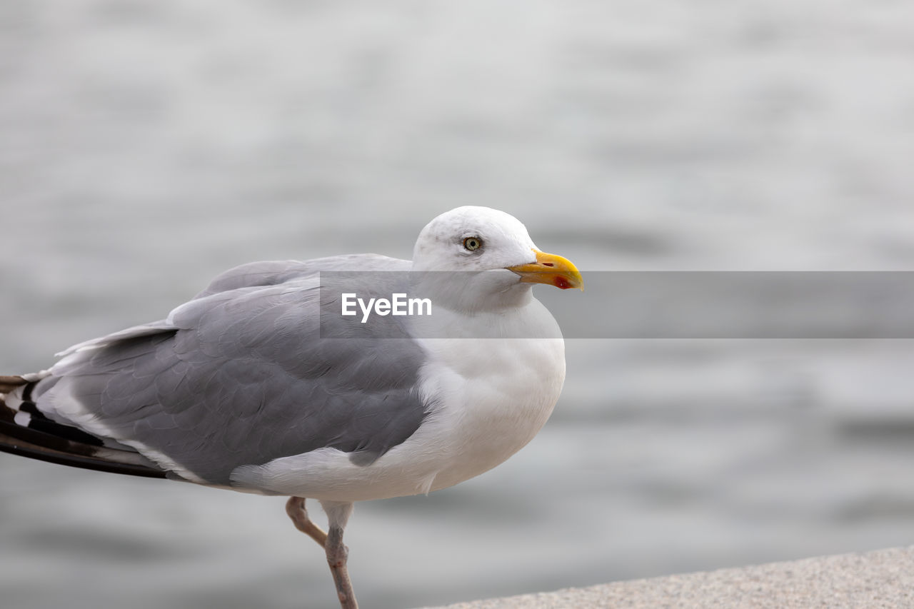 bird, animal themes, animal, animal wildlife, wildlife, gull, one animal, european herring gull, beak, seabird, seagull, nature, water, great black-backed gull, sea, focus on foreground, no people, perching, day, full length, animal body part, outdoors, side view, close-up, beauty in nature