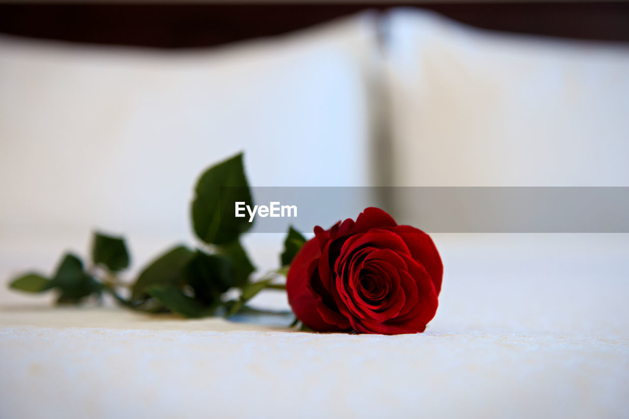 CLOSE-UP OF ROSE BOUQUET ON WHITE TABLE