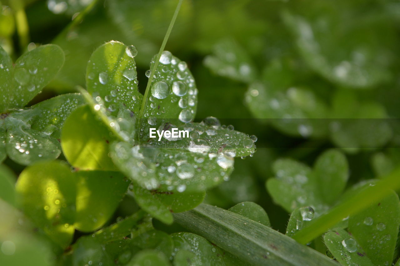 WATER DROPS ON LEAF