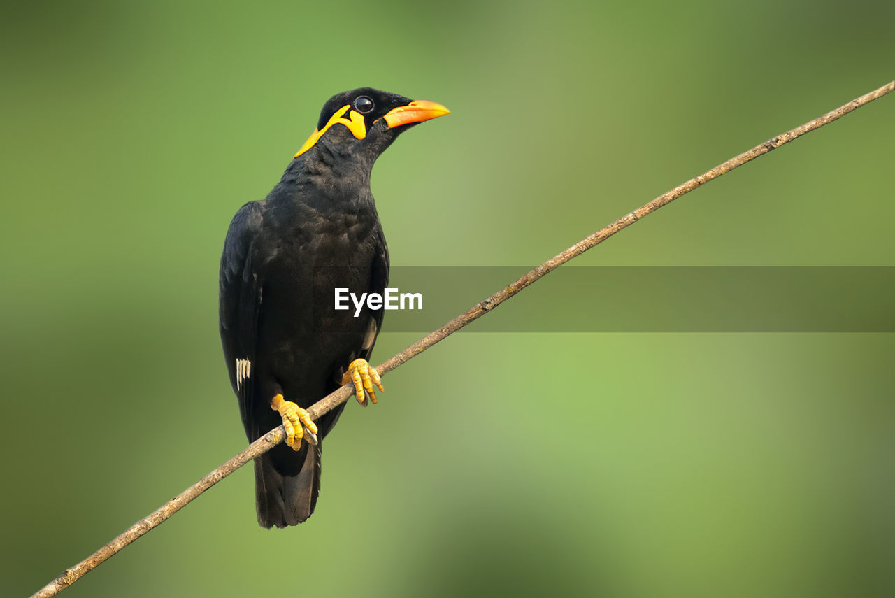 BIRD PERCHING ON A BRANCH