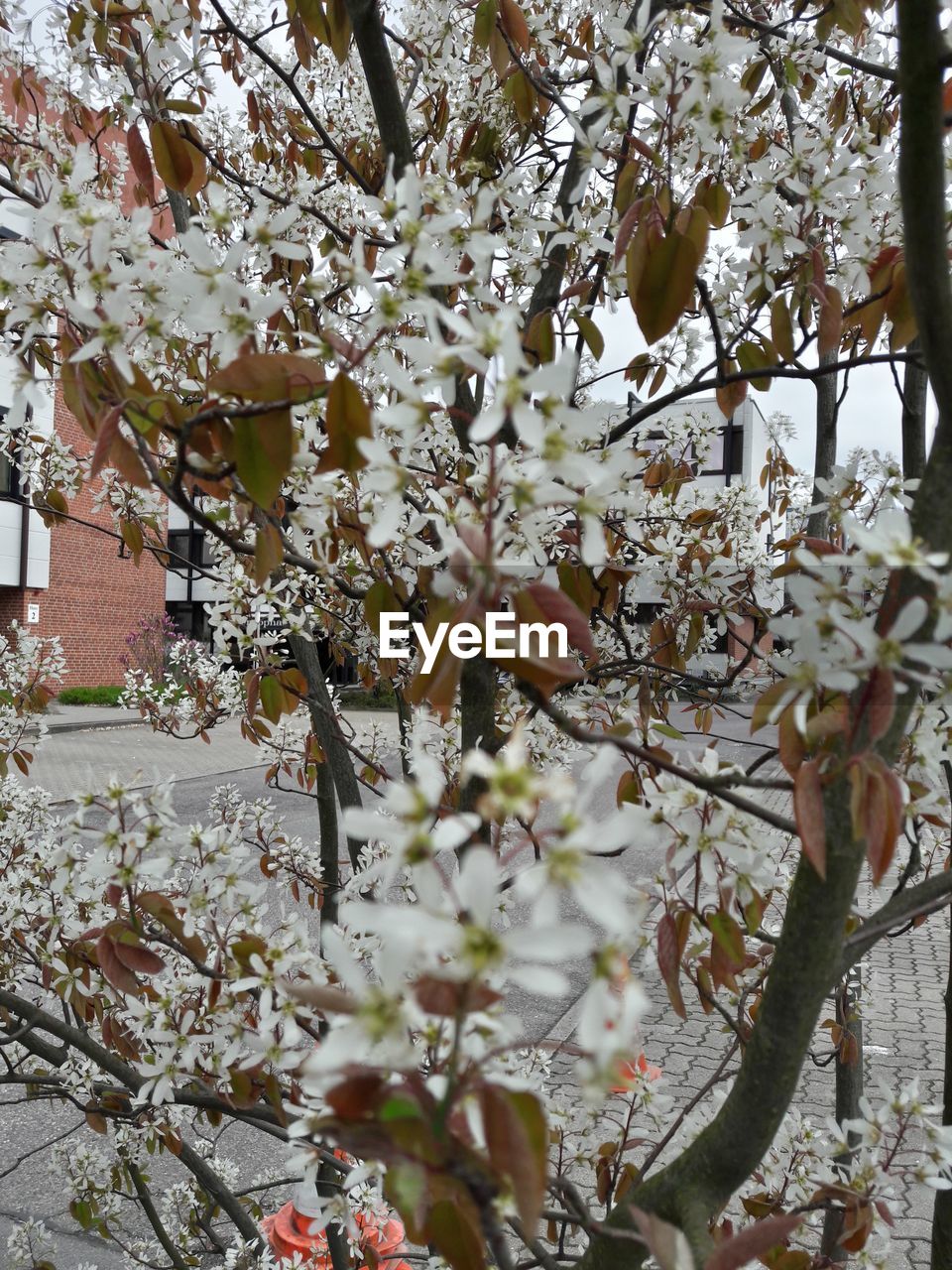 CLOSE-UP OF BLOOMING TREE