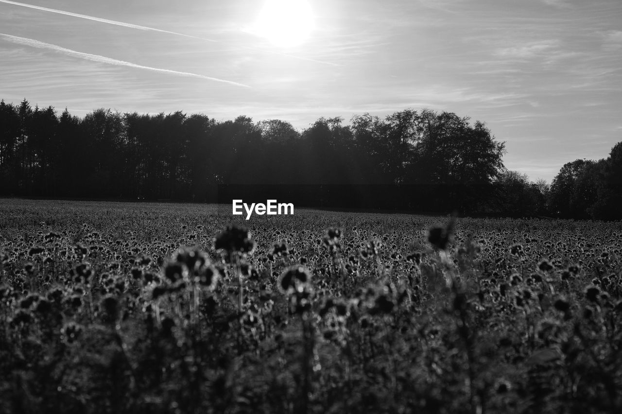 SURFACE LEVEL OF FIELD AGAINST TREES