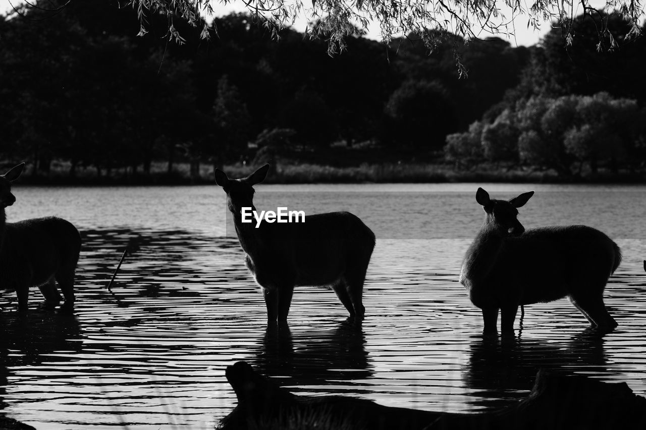 SILHOUETTE OF DOG IN WATER