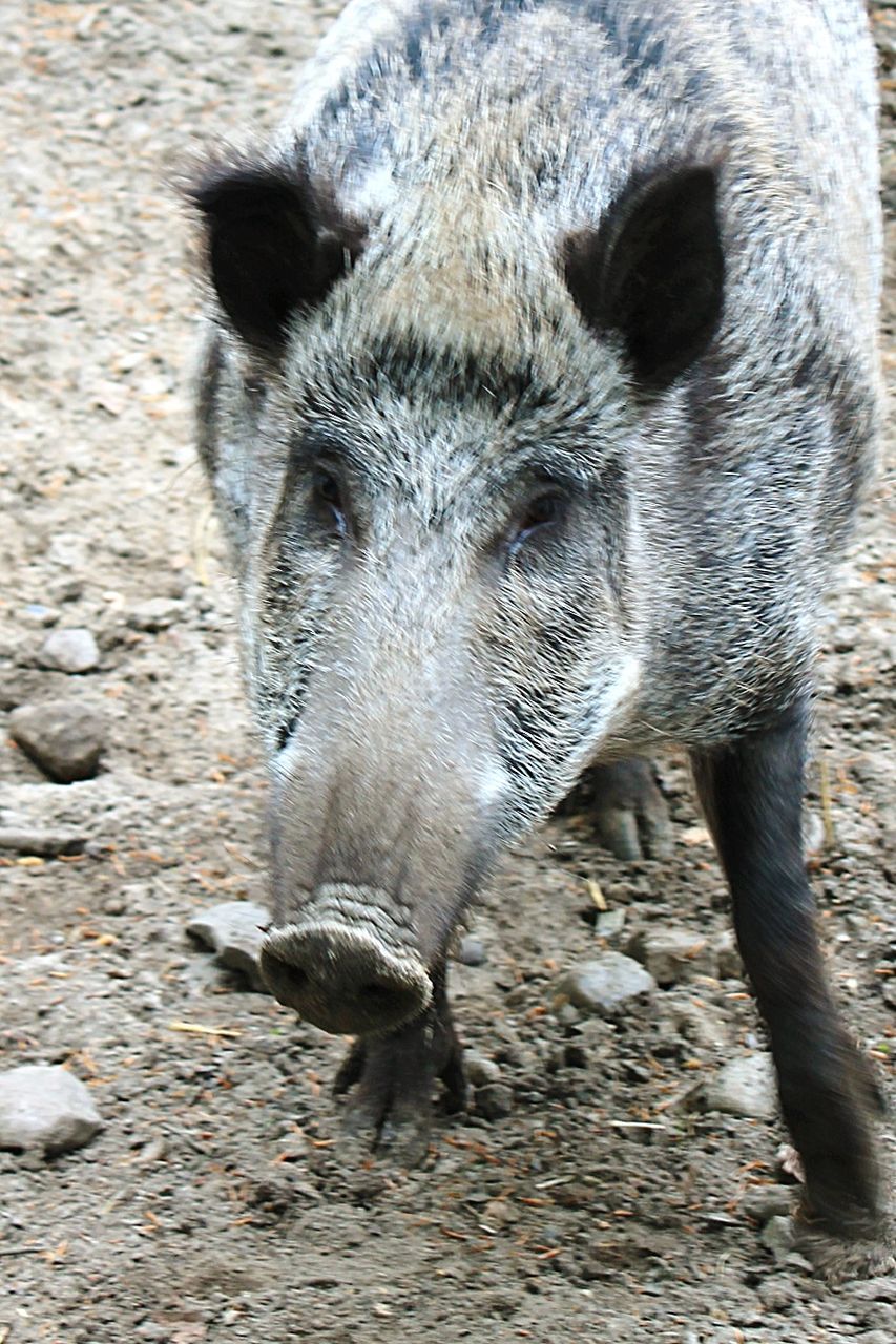 CLOSE-UP OF DOG IN THE BACKGROUND