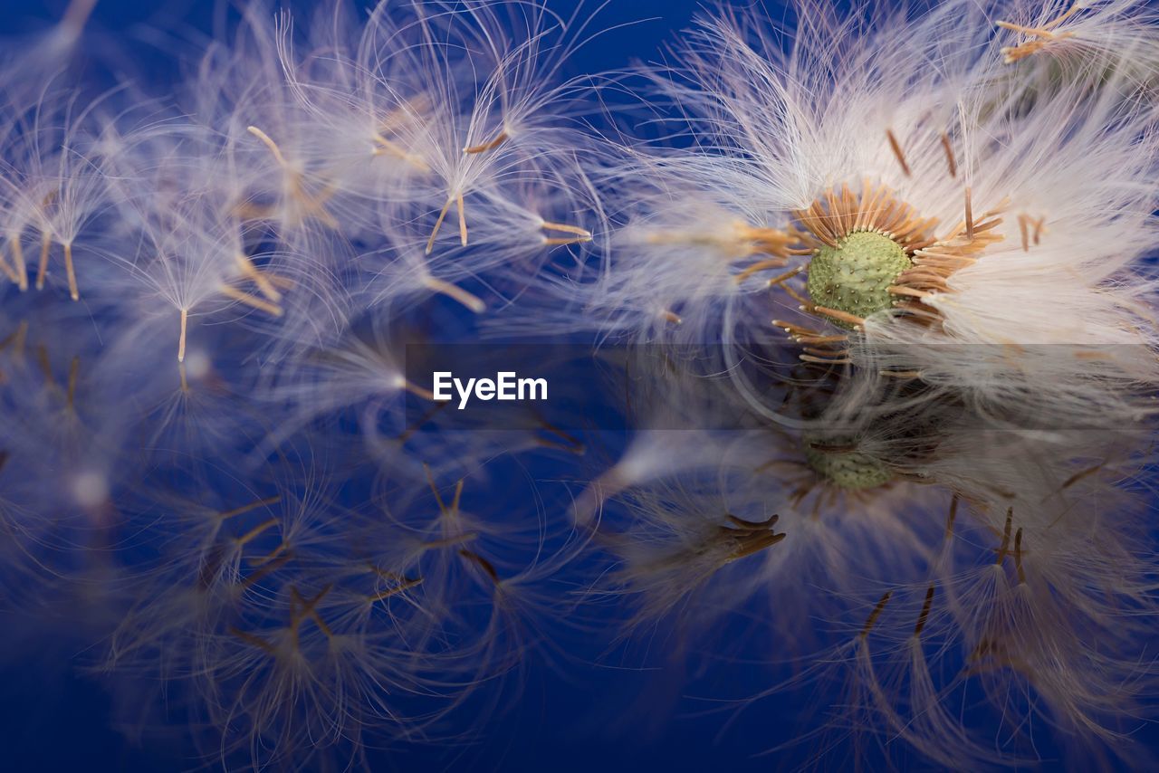 Full frame shot of dandelion and seeds