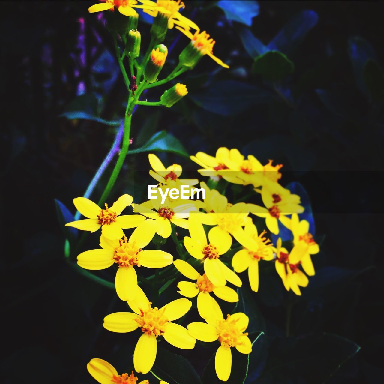 Close-up of yellow flower