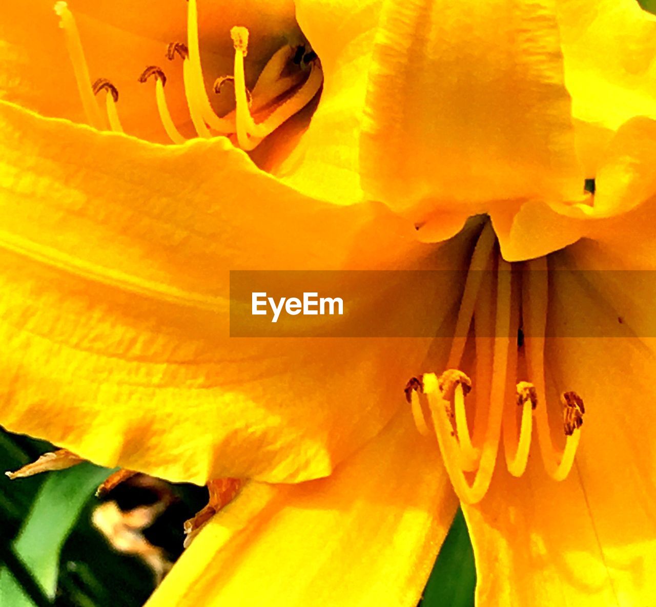 CLOSE-UP OF DAY LILY