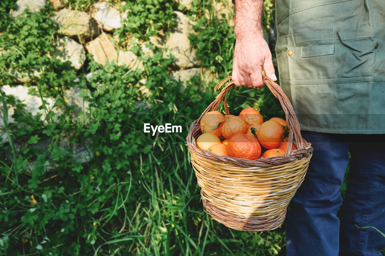 Ripe natural organic citrus fruit in a basket in the hands of farmer.harvest country village concept
