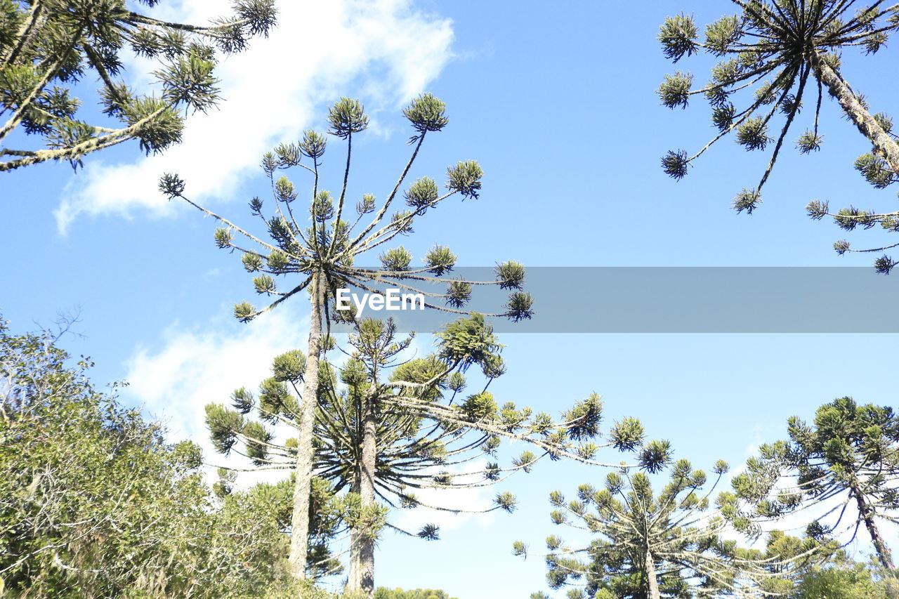 LOW ANGLE VIEW OF TREE AGAINST SKY