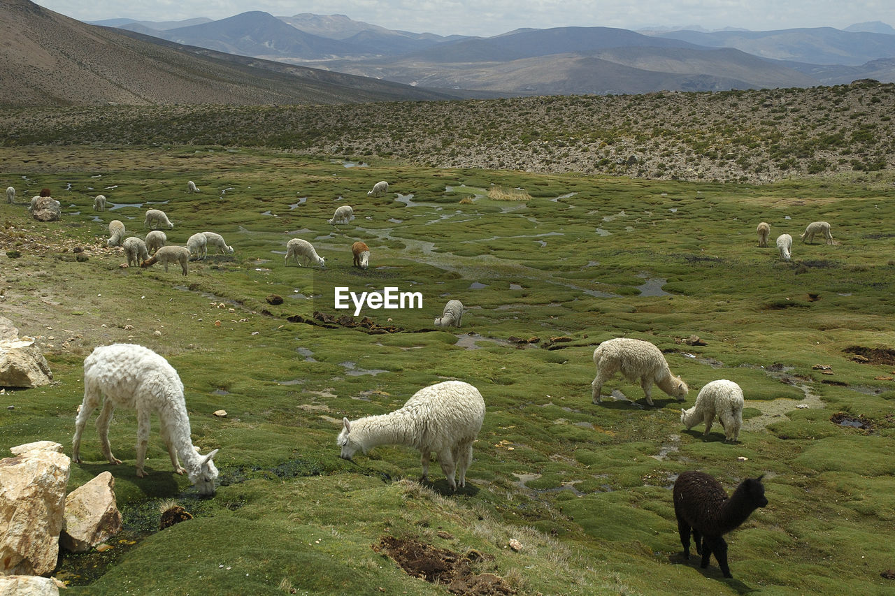 Lavastoviglie and alpaca grazing in a grassland